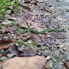 Tropidolaemus wagleri