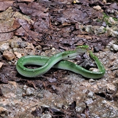 Tropidolaemus wagleri