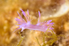 Flabellina affinis