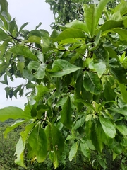 Morinda coreia