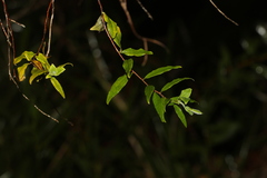 Billardiera scandens