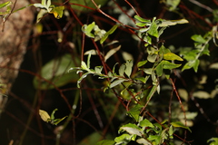 Billardiera scandens