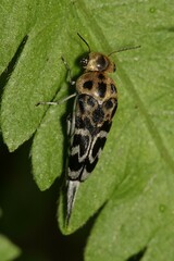 Glipa malaccana