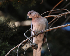 Streptopelia senegalensis senegalensis