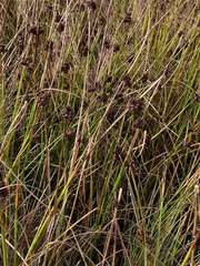Juncus conglomeratus