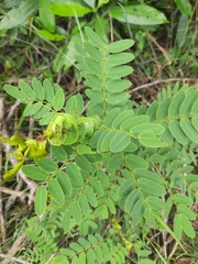 Senna auriculata