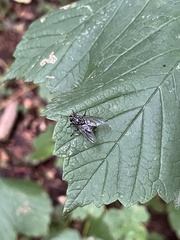 Graphomya maculata