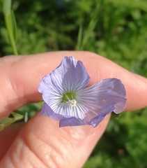Linum usitatissimum
