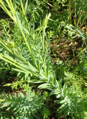 Linum usitatissimum