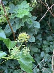 Vespula vulgaris