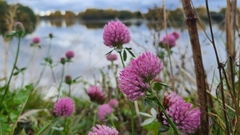Trifolium pratense