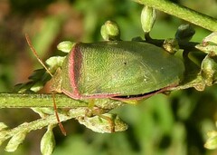 Piezodorus oceanicus