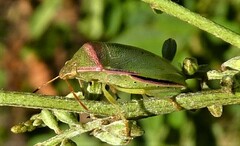 Piezodorus oceanicus