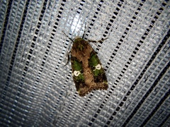 Prometopus flavicollis