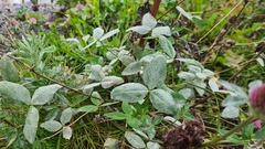 Trifolium pratense