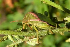 Piezodorus oceanicus