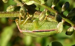 Piezodorus oceanicus