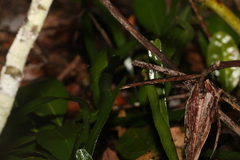 Pyrrosia confluens