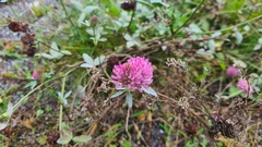 Trifolium pratense