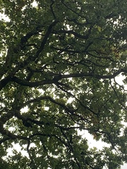 Sciuromorpha