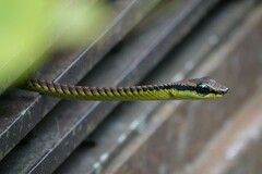 Dendrelaphis formosus