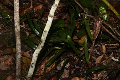 Pyrrosia confluens
