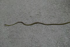 Dendrelaphis formosus