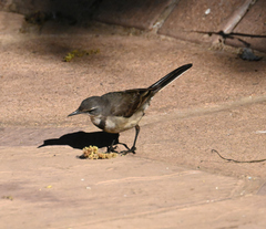 Motacilla capensis capensis