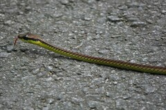 Dendrelaphis formosus