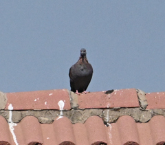Columba guinea
