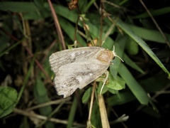 Acosmetia biguttula