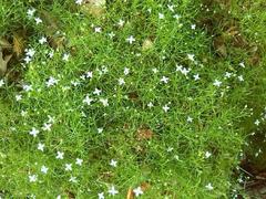 Moehringia muscosa