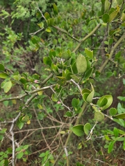 Capparis