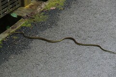 Dendrelaphis formosus
