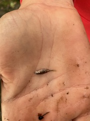 Gasterosteus aculeatus