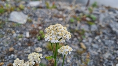 Achillea millefolium