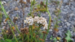 Achillea millefolium