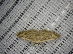 Idaea auricruda