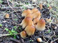 Coprinellus