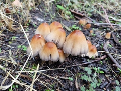 Coprinellus
