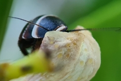 Ellipsidion