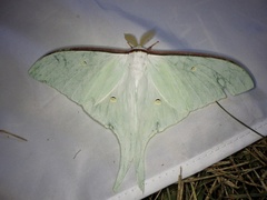 Actias aliena aliena