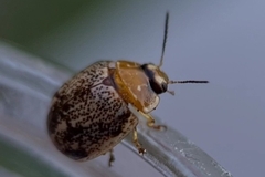 Paropsisterna tigrina