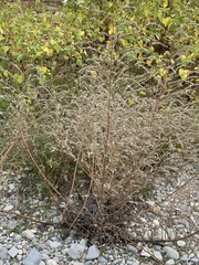 Echium vulgare pustulatum