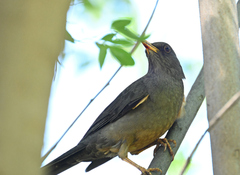 Turdus smithi