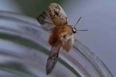 Paropsisterna tigrina