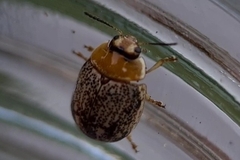 Paropsisterna tigrina