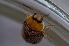 Paropsisterna tigrina