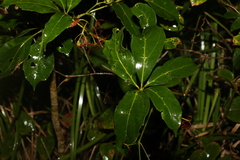 Cissus sterculiifolia