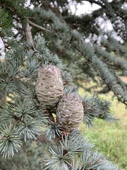 Cedrus